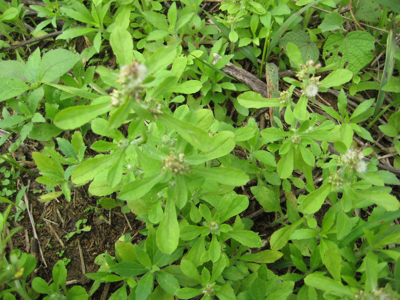  p>蒙古前胡(学名:peucedanumpricei)是伞形科前胡属植物,体极光滑