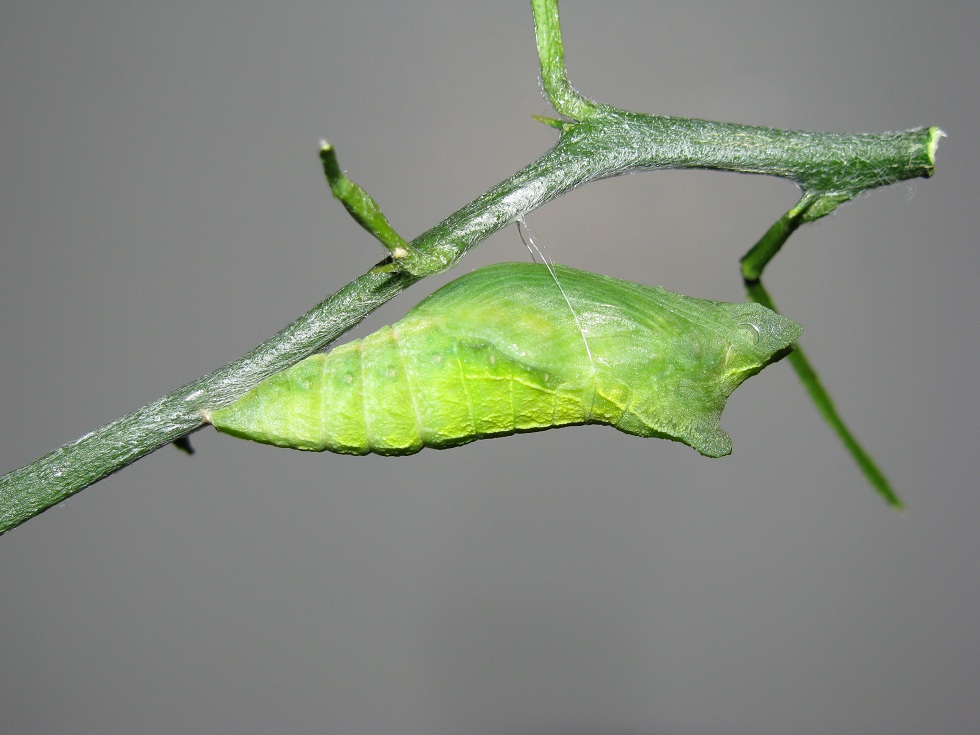  p>柑橘凤蝶(学名: i>papilio xuthus /i>)是凤蝶科,凤蝶属的蝴蝶.
