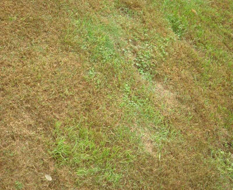  p>草坪镰刀枯萎病是一种可造成草坪草苗枯,根腐,颈基腐,叶斑和叶腐