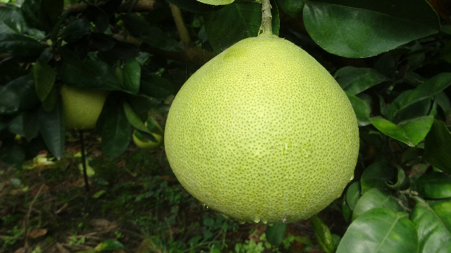  p>坂里龙柚,福建省漳州市长泰区特产,全国农产品地理标志.