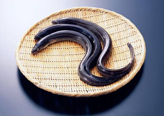 血鳗_百度百科
