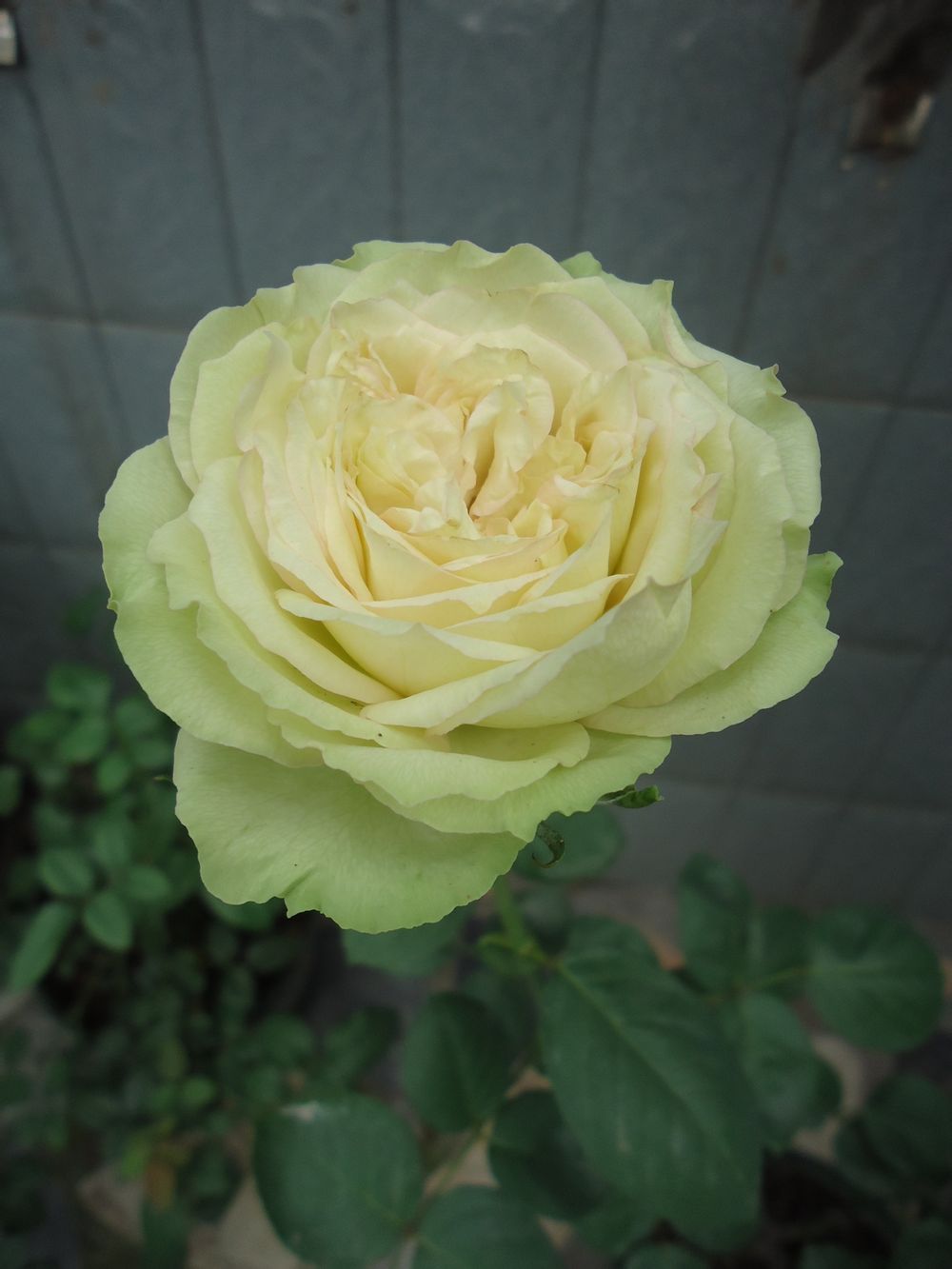  p data-id="gnbrqwsuof">绿星, a target="_blank" href="/item/月季