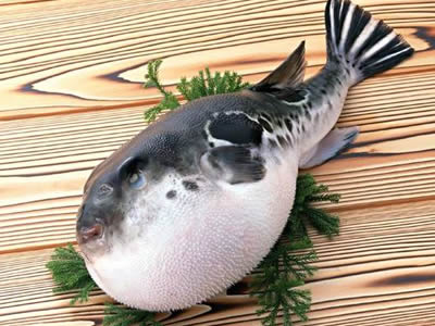 气泡鱼