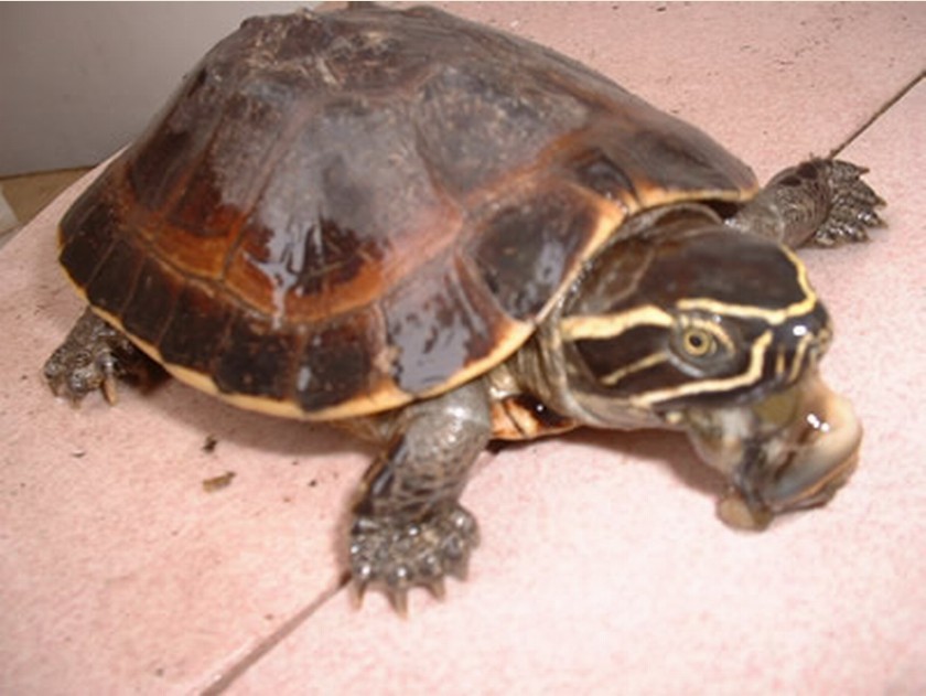  p>马来食螺龟(学名:malayemys subtrijuga)颚微钩曲.