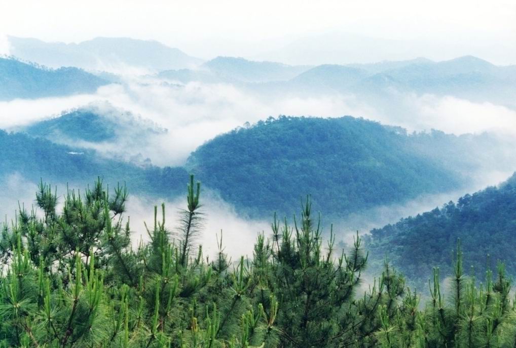 g5o">大雾岭地处亚热带南端,是云开山脉的主峰,属茂名信宜市八景之一