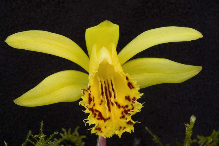  p>黄花独蒜兰(学名: i>pleione forrestii /i>  schltr.