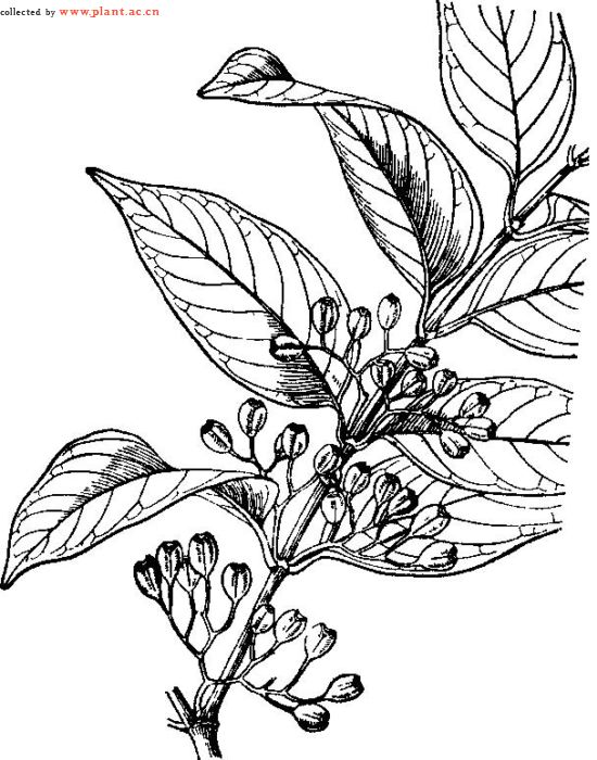 canthium simile merr.