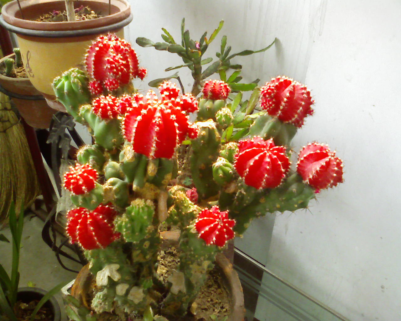  p>绯牡丹(学名: i>gymnocalycium /i>  i>mihanovichii /i> (fri