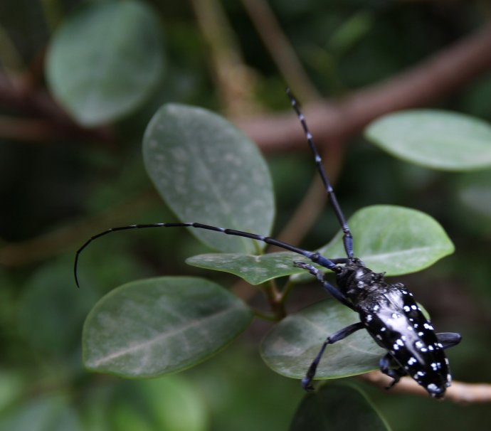  p>星天牛( i>anoplophora chinensis  /i>(forste