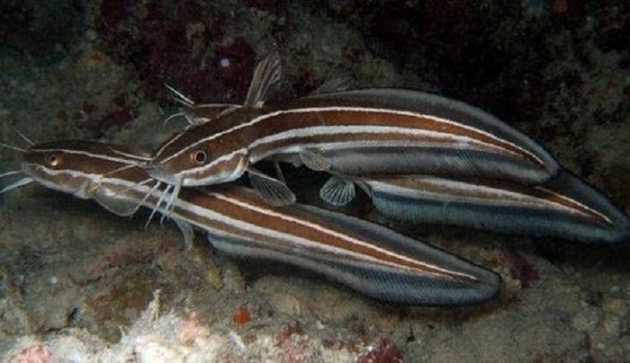 a target="_blank" href="/item/鳗鲶科">鳗鲶科 /a>鳗鲶属的一种鱼类