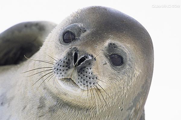食蟹海豹