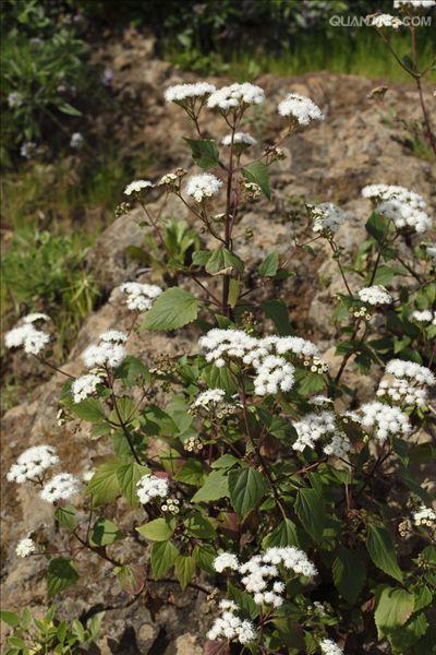  p>紫茎泽兰(学名: i>ageratina adenophora /i>(spreng.)r.m.