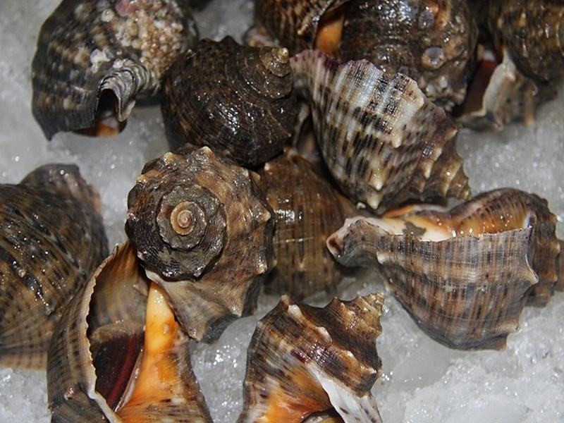  p>角螺,(学名:neptunea cumingi crosse)又名 