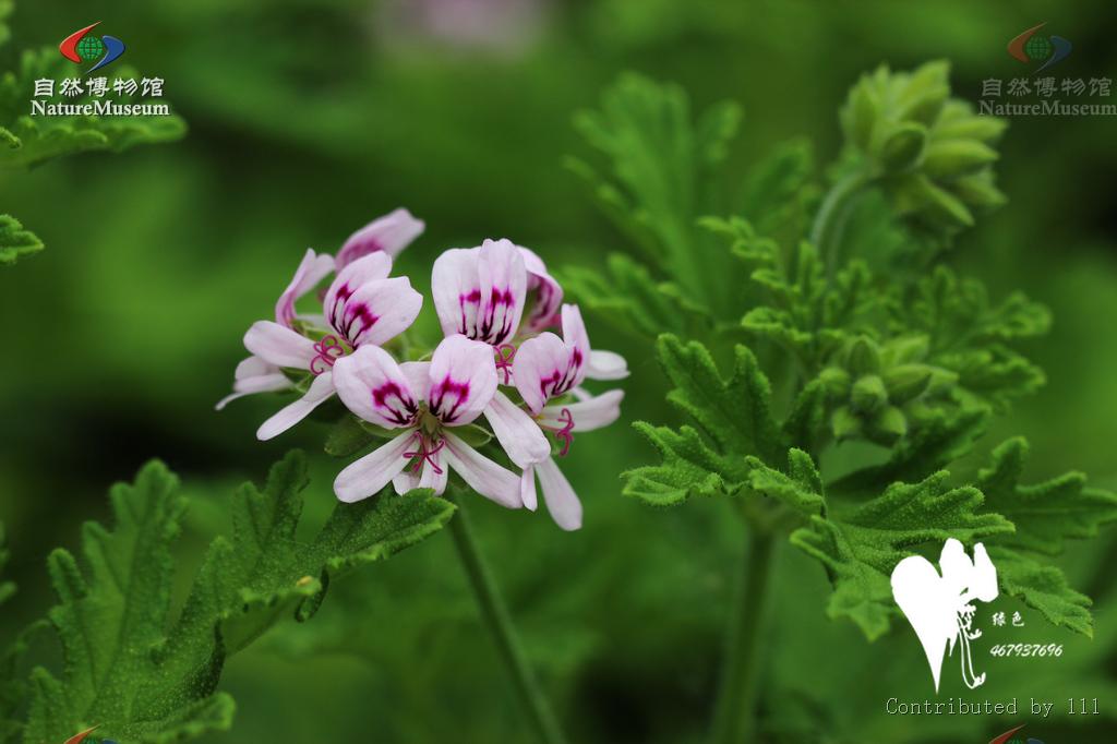  p>天竺葵(学名: i>pelargonium hortorum  /i>),别名 a target="
