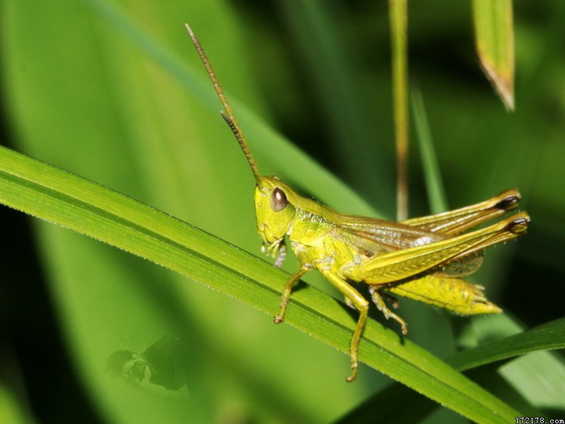  p>亚洲飞蝗(学名:locusta migratoria l.