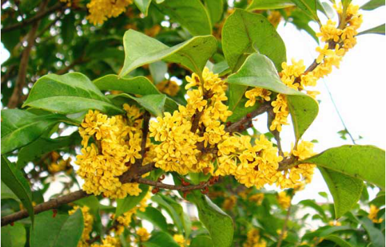 桂花树 五千年浪漫主义的缩影 百科ta说