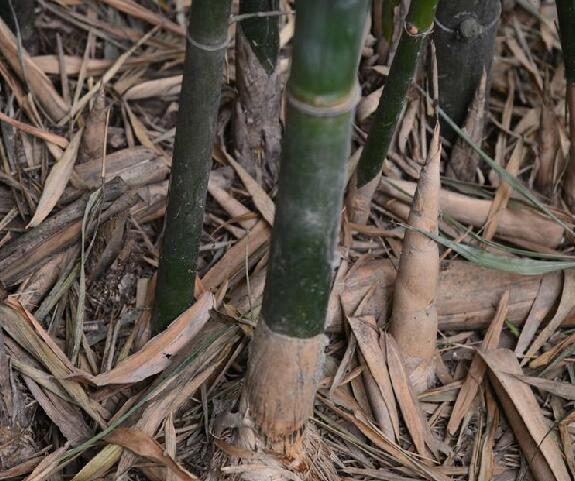  p>硬头黄竹(学名: i>bambusa rigida /i> keng et keng f.