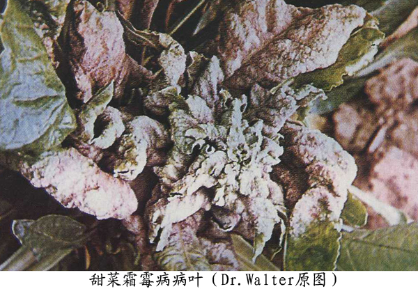 该病害会导致甜菜大量减产.