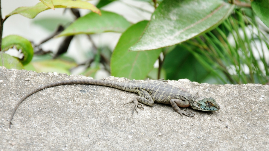  p>西藏沙蜥(学名: i>phrynocephalus theobaldi /i> ),是鬣蜥科沙蜥