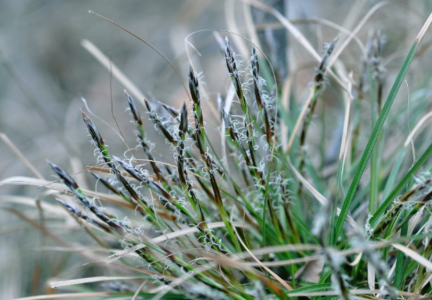  p>低矮薹草(学名: i>carex humilis /i> leyss.