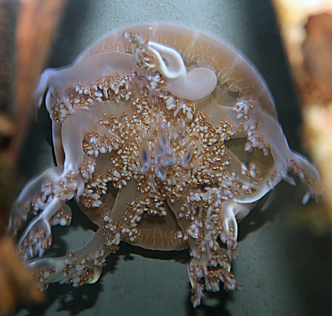  p>朝天水母, i>cassiopea frondosa /i>,盔瓣水母科 a href="#" data