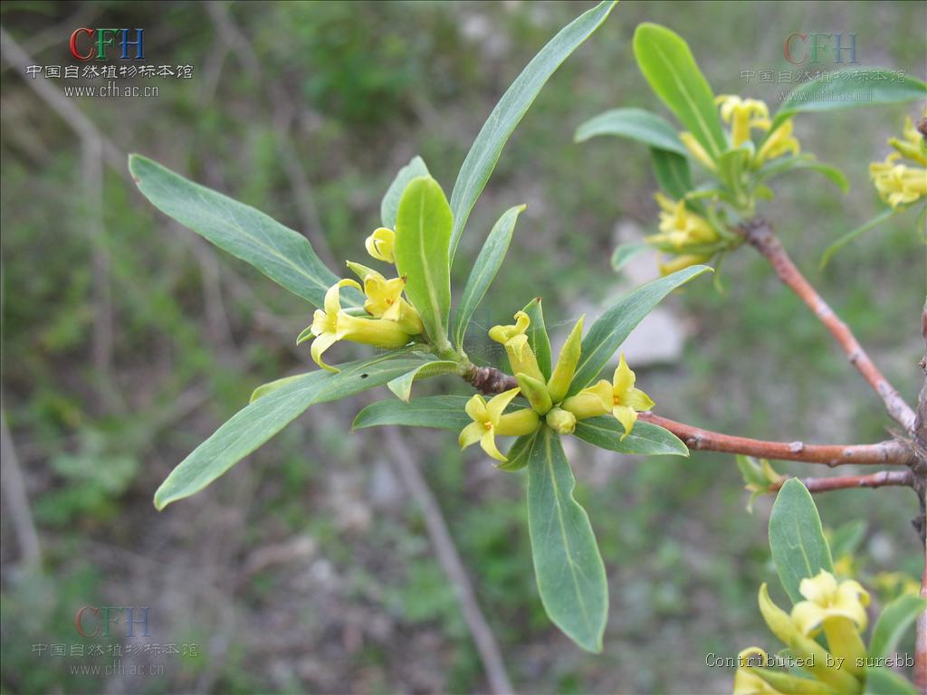 daphne giraldii nitsche