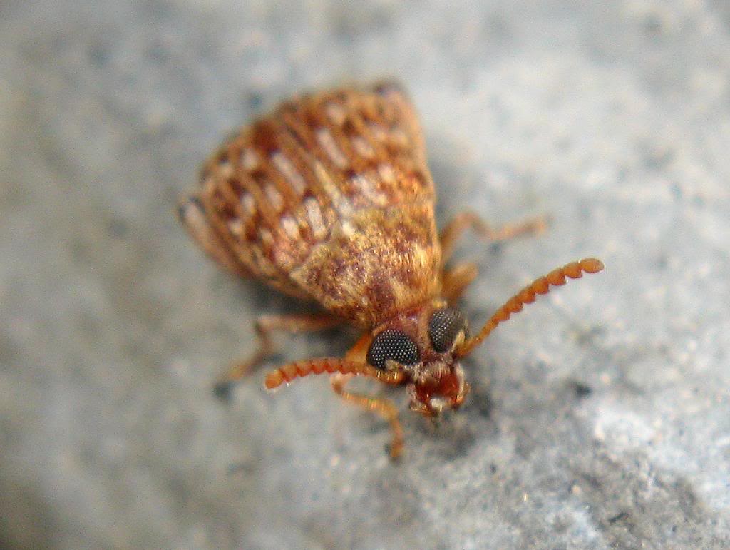  p>豆象科(bruchidae;bruchid),英文俗称 seed beetles.