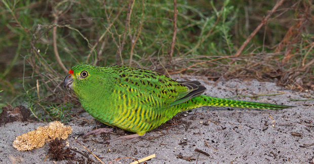  p>地栖鹦鹉(学名:pezoporus wallicus)仅有二个亚种.