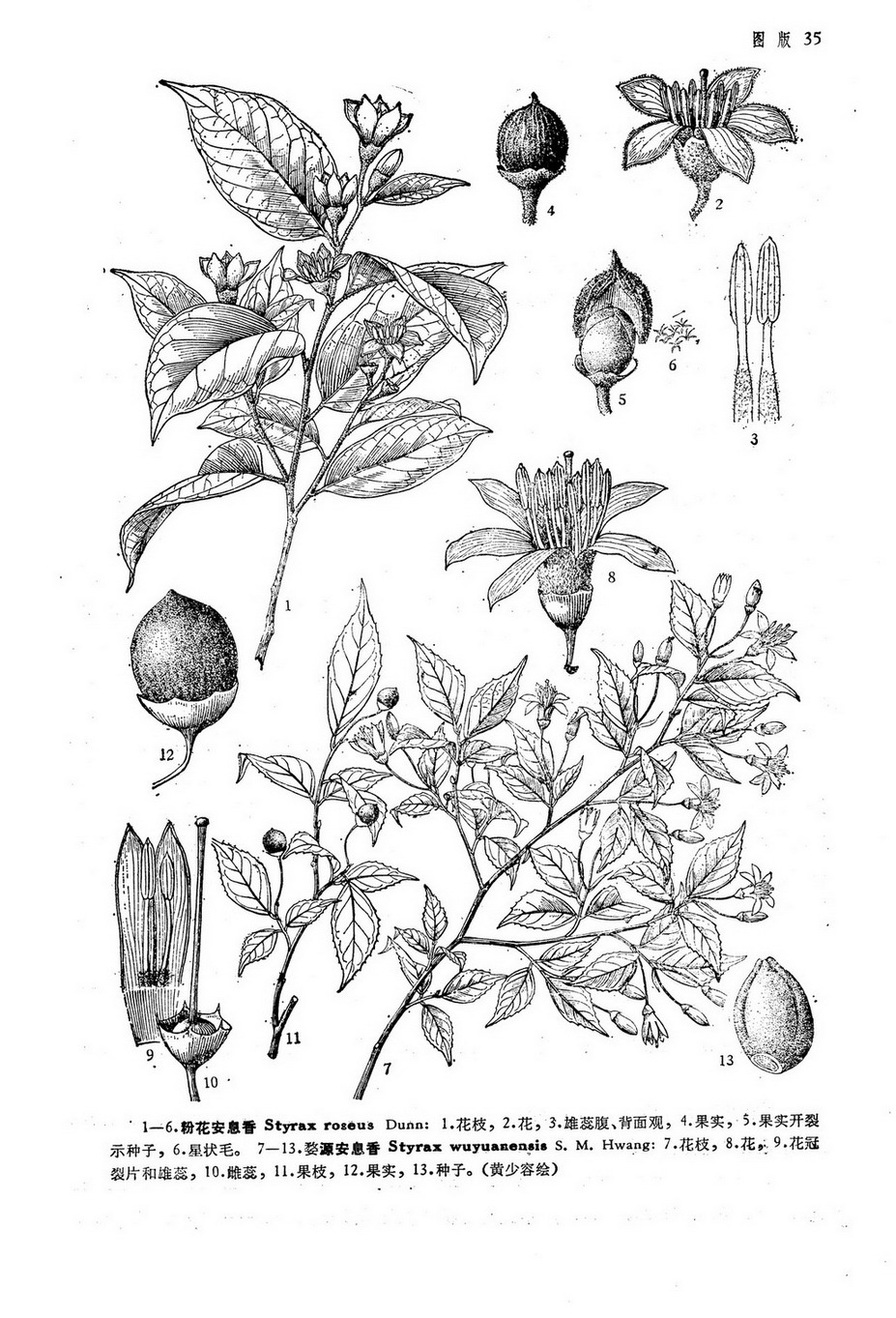  p>粉花安息香( a href="#" data-lemmaid="8074290">学名 /a>:styrax