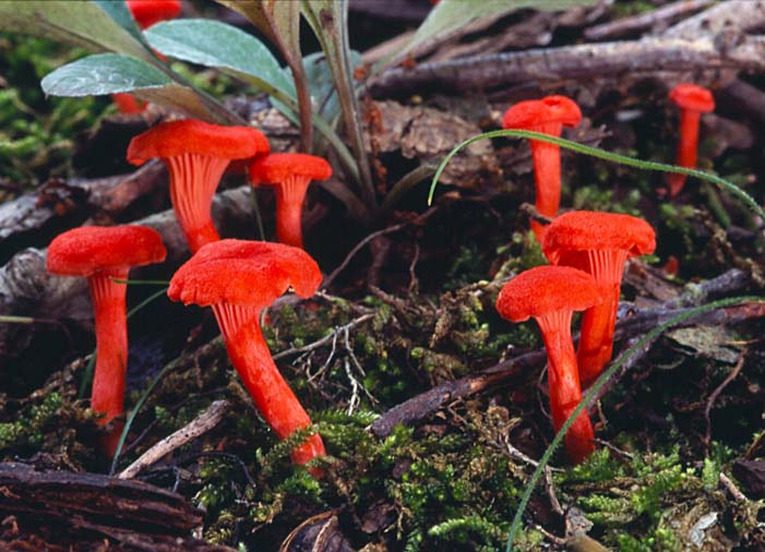  p>红鸡油菌(cantharellus cinnabarinus (schw.) schw.