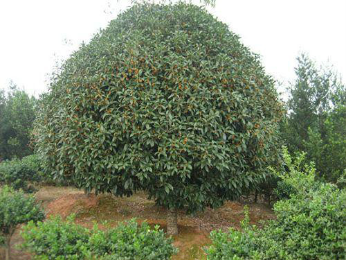  p>金球桂(学名: i>osmanthus fragrans /i> 'jin qiu gui&