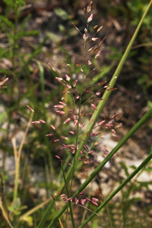  p> a href="#">牛虱草 /a>,拉丁文名:eragrostis unioloides (retz.