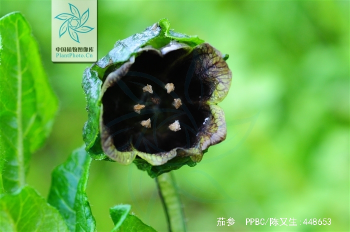 clarke)是茄科茄参属的多年生草本植物,植株被短柔毛;根粗壮,肉质;茎