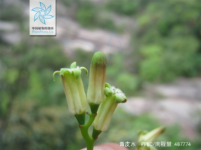  p>青皮木,中药名.