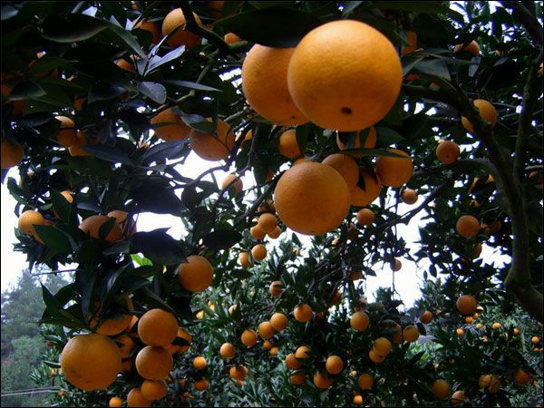橙满园