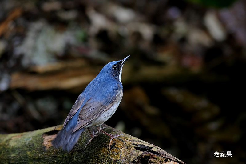  p>亦称 a target="_blank" href="/item/夜莺/4671" data-lemmaid="