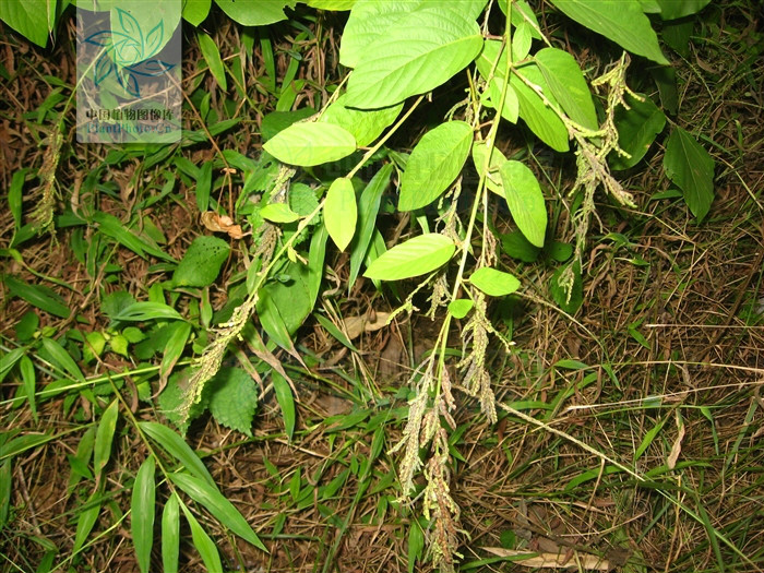  p data-id="gnarzhxbcq">大叶山蚂蝗 desmodium