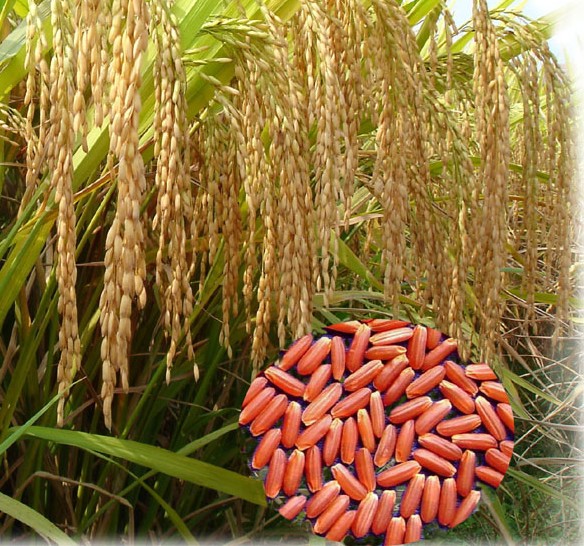 象州红米,广西壮族自治区来宾市<a target="