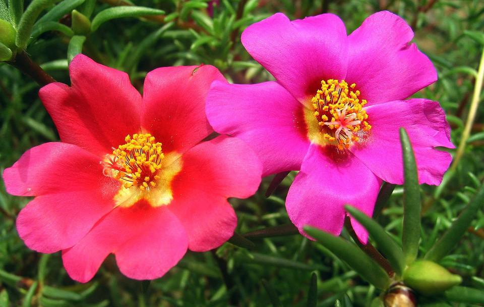 蚂蚱菜花
