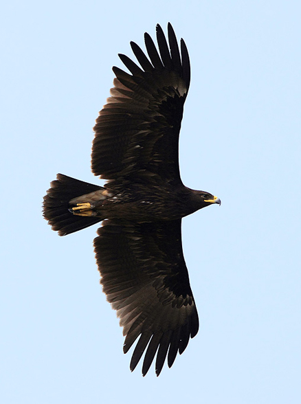  p>乌雕(学名: i>aquila clanga  /i>pallas),别名 a target="_blank"