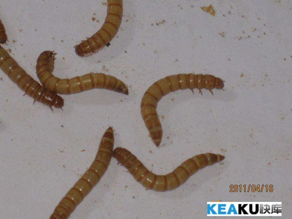  p>黄粉虫俗名面包虫,为鞘翅目拟步行科粉甲属的昆虫.