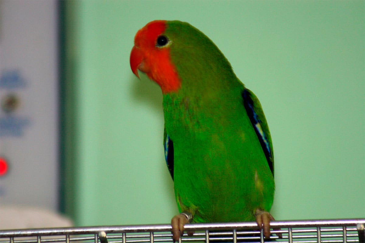 红脸牡丹鹦鹉