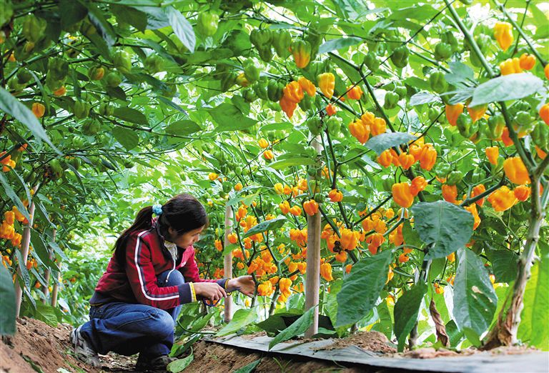 陵水黄灯笼辣椒