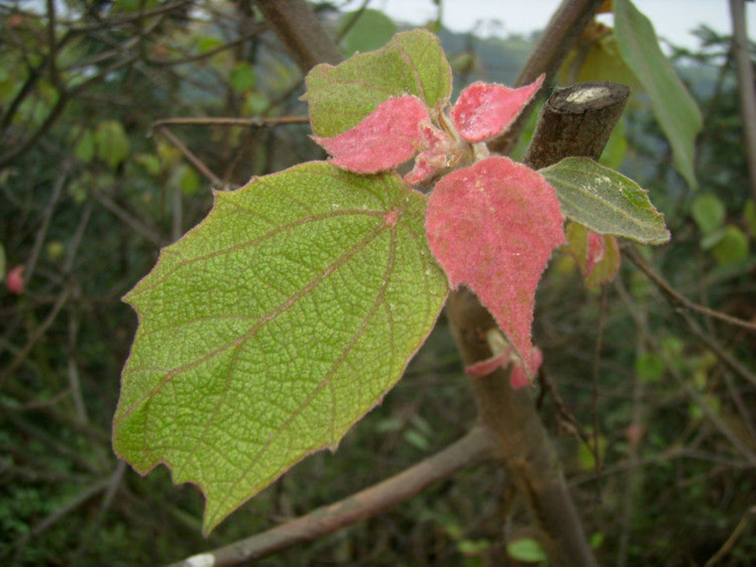 为大戟科植物野梧桐 i>mallotus japonicus /i> (thunb.) muell. arg.