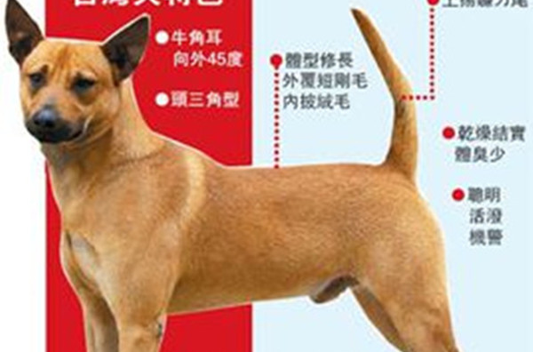 台湾犬,拼音为tái wān quǎn,是在<a target="