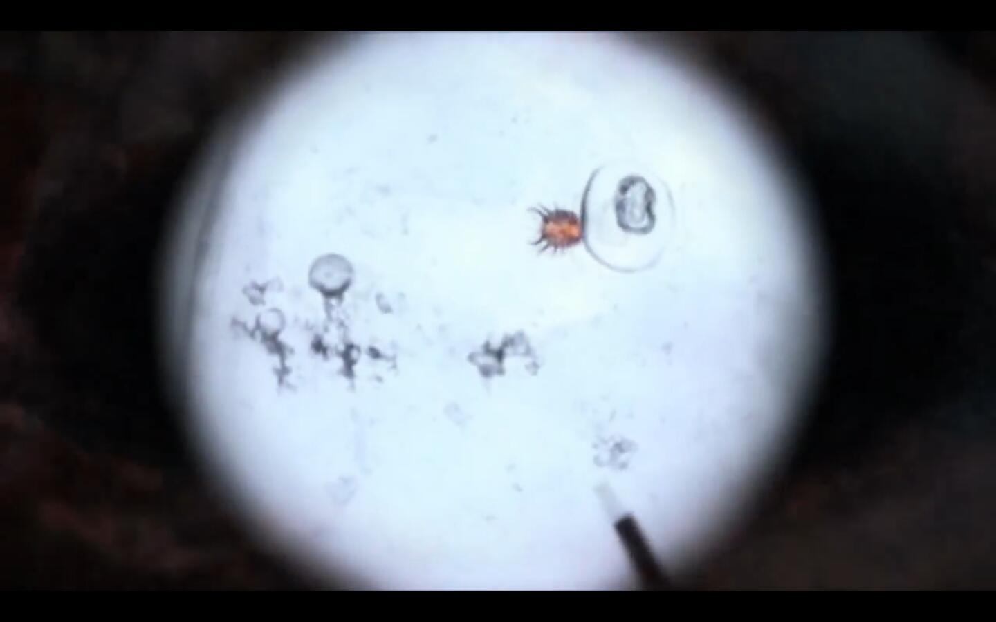  p>黑光病毒是在actvision( a target="_blank" href="/item/美国动视