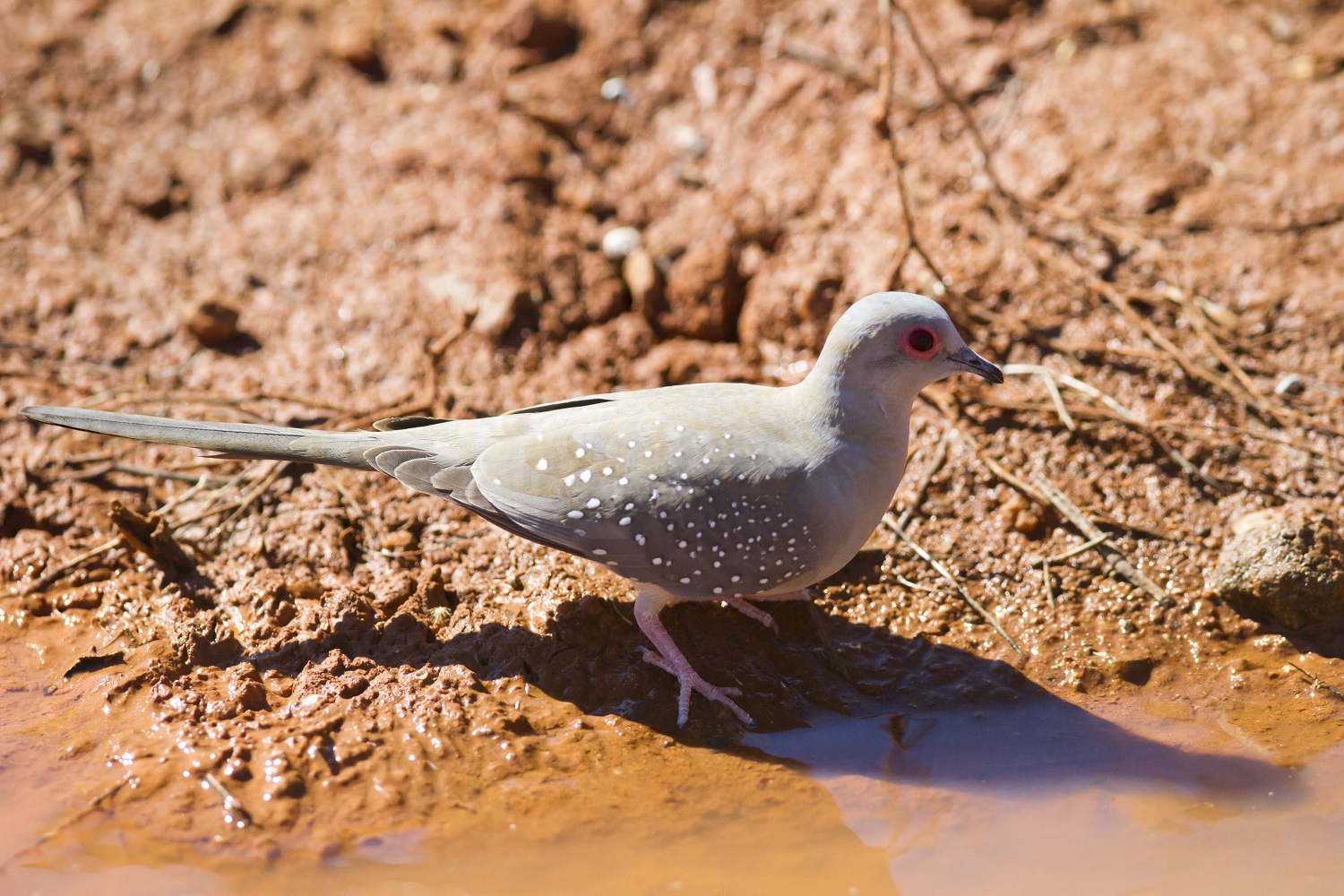  p>姬地鸠是一种鸽形目,鸠鸽科类生物,它们分布于澳大利亚西部和半