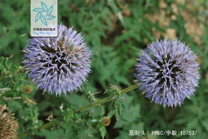  p>蓝刺头(学名: i>echinops sphaerocephalus /i> l.