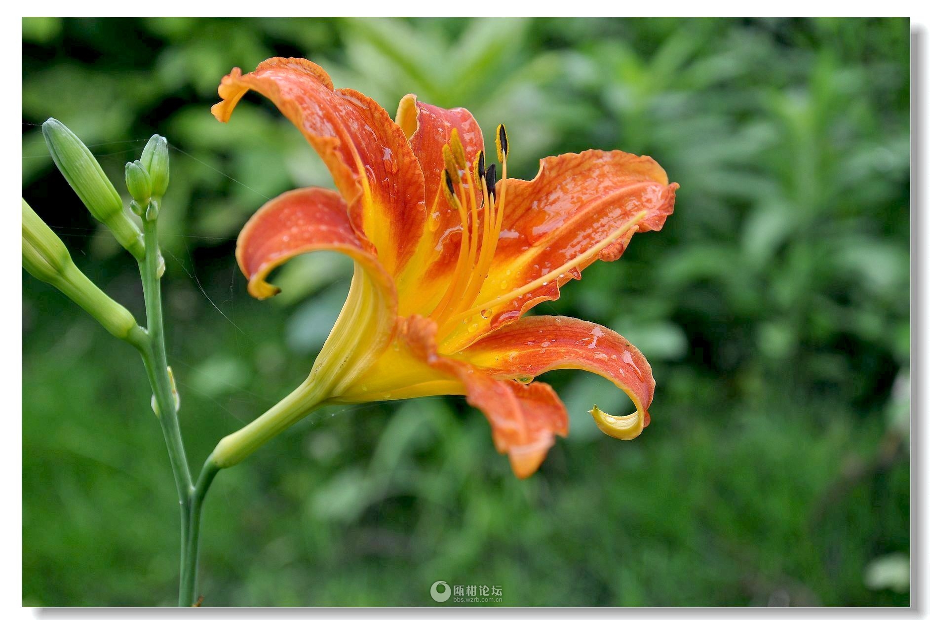 黄花菜