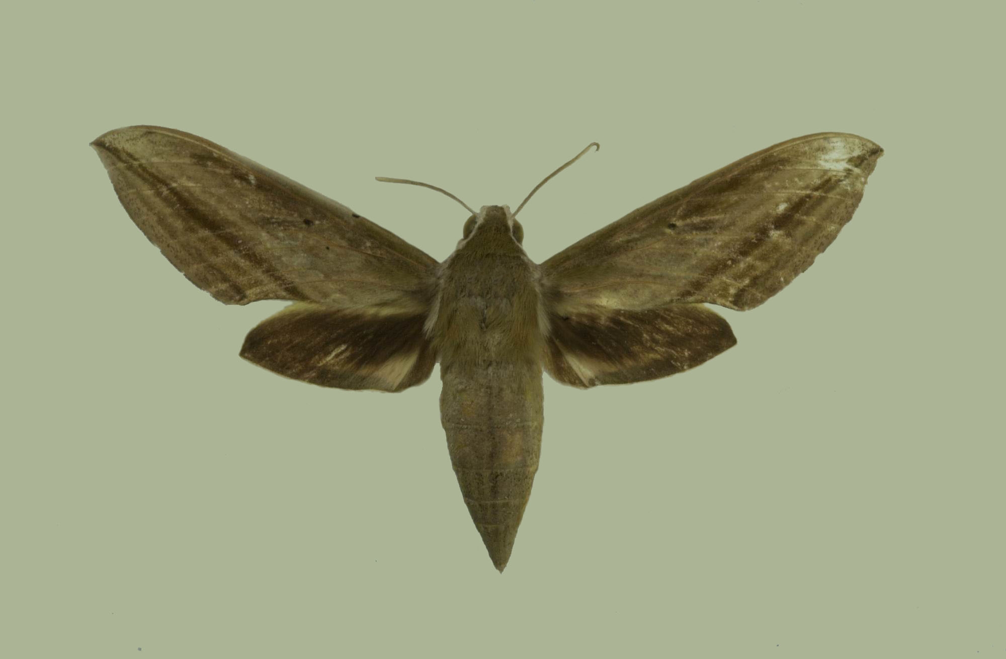  p>甘薯天蛾, i>agrius convolvuli /i>,为 a href="#" data-lemmaid=